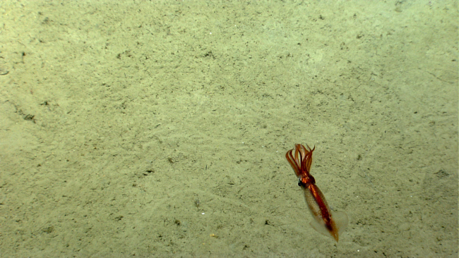 A beautiful iridescent copper-colored squid