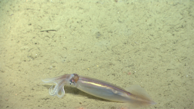Squid on bottom