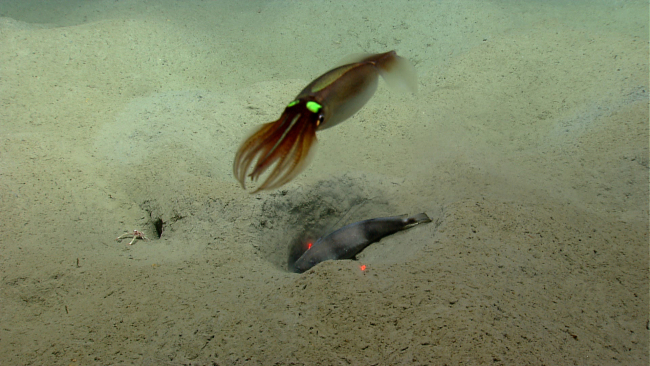 Large squid with green light organs flying over longfin hake and squat lobster