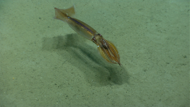 Squid swimming