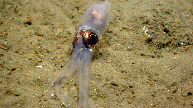Squid reclining on bottom
