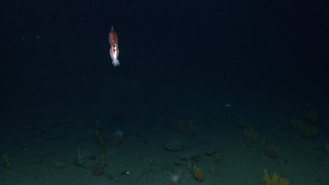 Illuminated squid over a dark sea floor