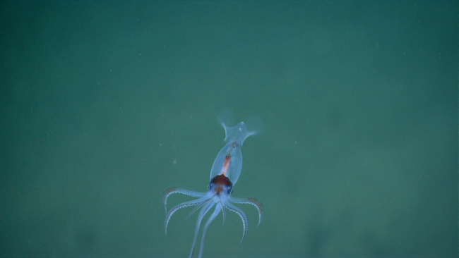Ghostly translucent squid