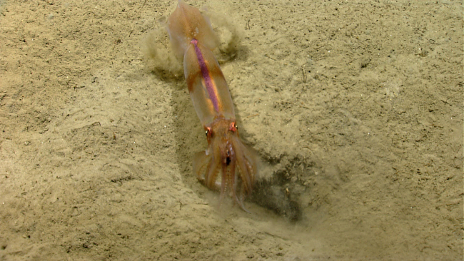Squid on the seafloor investigating a depression