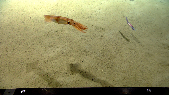 Two different species of squid cruising over the seafloor