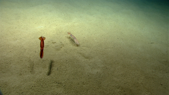 Two squid, perhaps the same species but showing (controllable by muscles foreach individual spot) different coloration