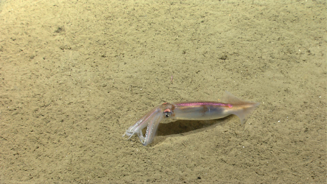 Squid resting on the seafloor, changing color as it sits on its elbows tobreathe
