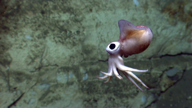A bobtail squid imaged by the Deep Discoverer ROV in Atlantis Canyon