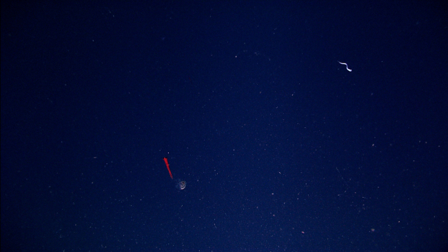 A red Mastigoteuthis squid swimming in the distance