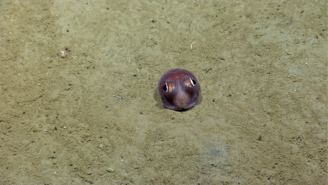 Bobtail squid on bottom