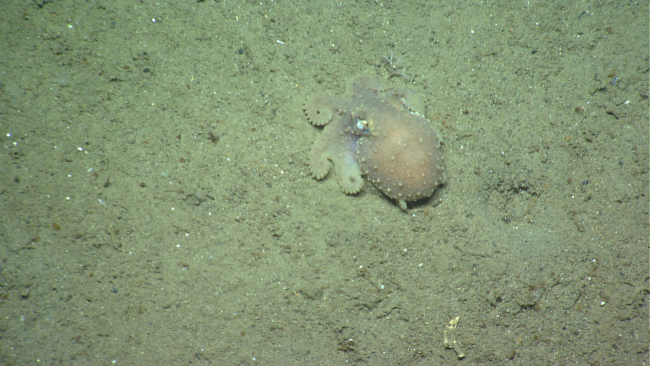 Octopus on seafloor