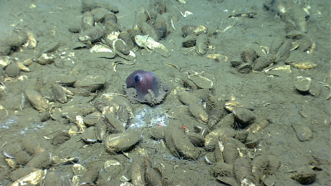 Graneledone verrucosa octopus in midst of mussel shells at cold seep site