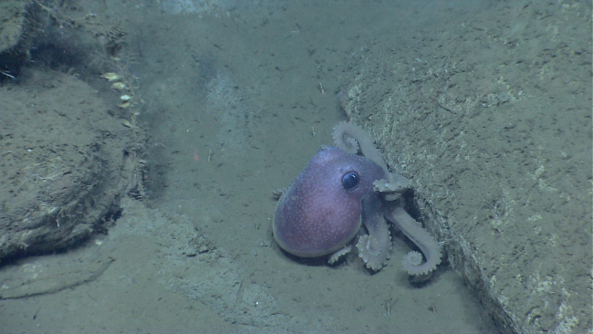 Graneledone verrucosa octopus