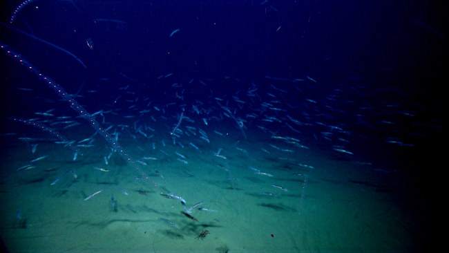 Salps and a school of squid