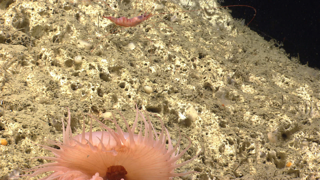 Pandalid shrimp, small white sponges, and a large anemone on canyon wall
