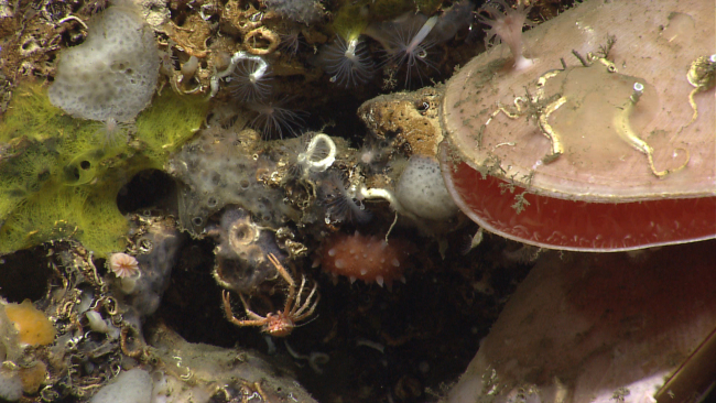 A closeup of the mini-menagerie seen in expn0234 reveals even more life;encrusting yellow and translucent sponges, small serpulid tube worms, whatappears to be an orange nudibranch in the lower right center, tiny cup corals,and a small squat lobster as well as closeup of a large acesta clam