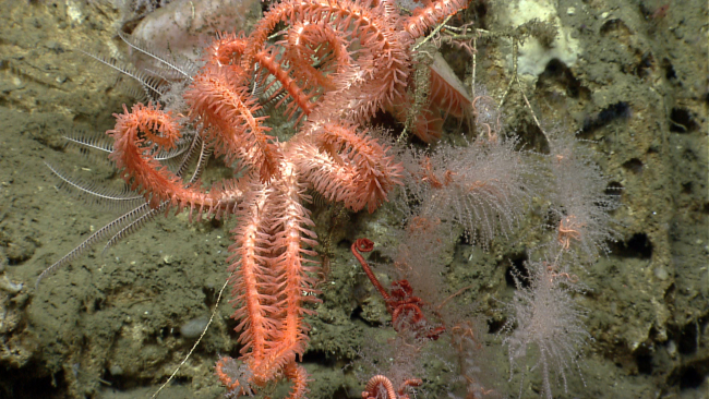 A large feathery seeming brisingid starfish with a feather star crinoid behind,and delicate octocoral with a large red brittle star and smaller pinkish brittlestars