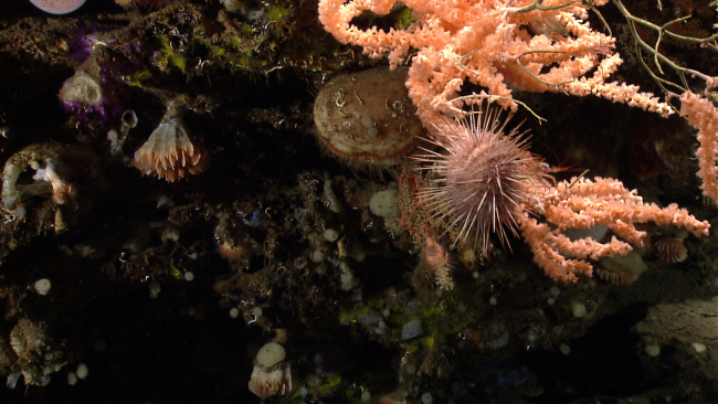 Cup corals, acesta clams, some small purple octocorals, a purplish white seaurchin, and at least two shrimp using the peach-colored octocoral for habitat
