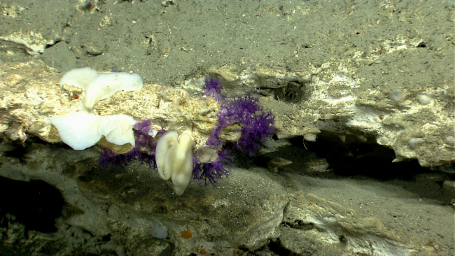 White sponges and beautiful small purple octocorals on the east canyon wall