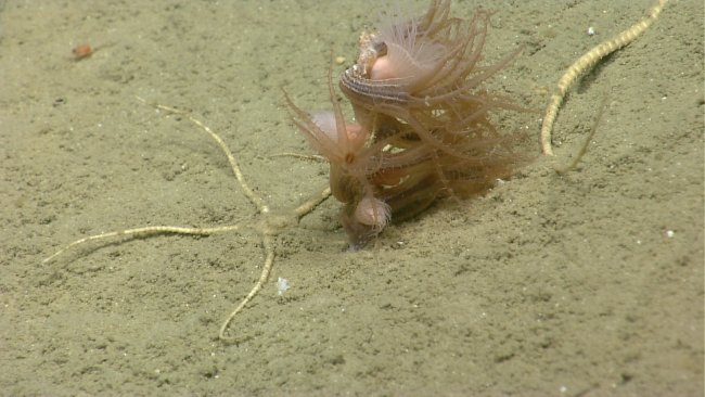 Sea pen, possibly Kophobelemnon stelliferum with attached anemones