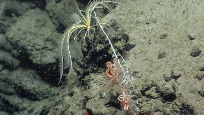 A yellow feather star crinoid and multiple brittle stars on a bamboo coral