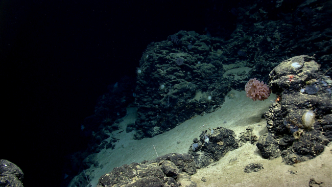 Scene along a slope of Mytilus Seamount including goiter sponge, variouslarge white sponges, and a few small corals