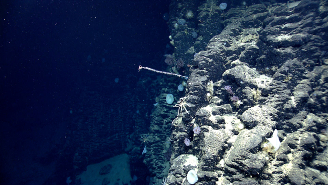 Looking at a vertical basalt wall on Mytilus Seamount with numerous spongesand a bamboo coral that thas a brittle star at its very tip