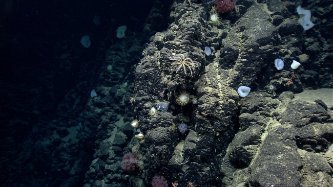 Looking at a vertical basalt wall on Mytilus Seamount with numerous sponges and brisingid starfish