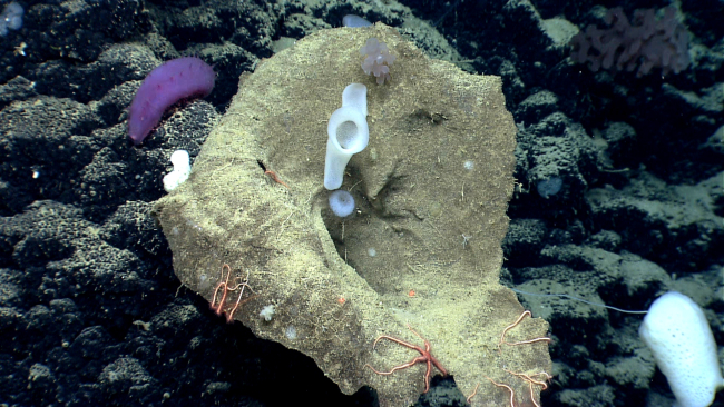 Sponges growing out of a dead giant sponge a large purple holothurian