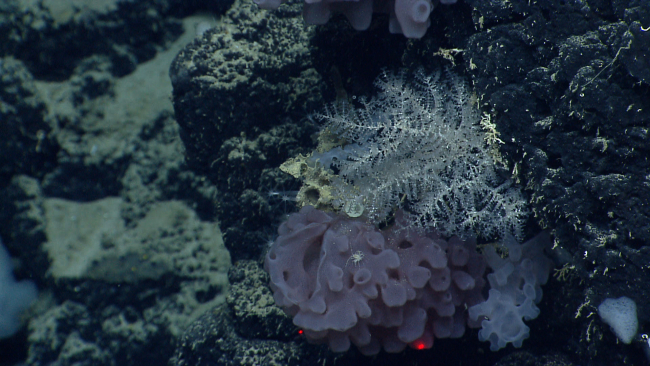 A beautiful branching almost glasslike colonial animal (bryozoan? coral?)above a goiter sponge that has an odd appearing crab-like crustaceancrawling on it