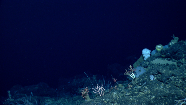 Sponges, small corals, and brittle stars are seen in this seamount vista
