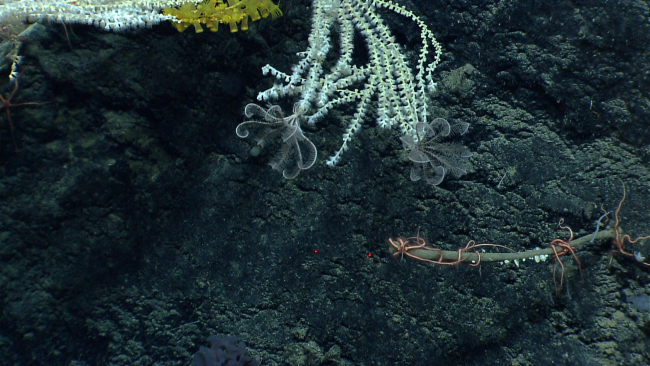 White bamboo coral with white and gray feather star crinoids