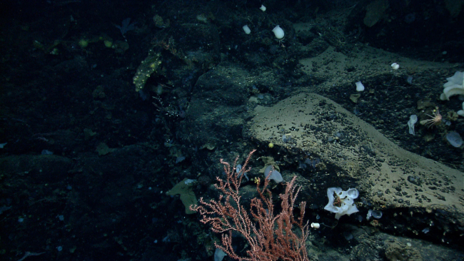 White sponges, a pinkish bamboo coral, and a brisingid starfish at the rightedge of the image