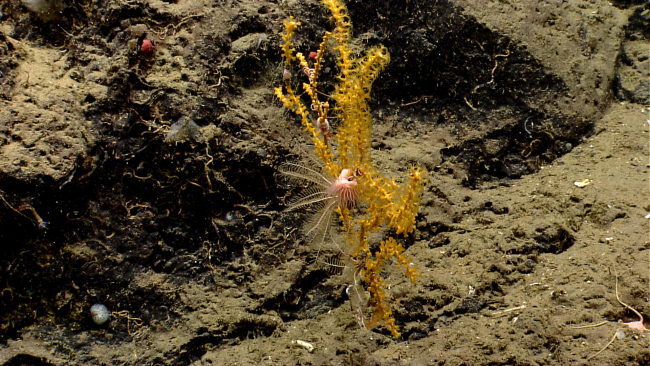 White feather star crinoids, a sea anemone, and brittle stars make a Paramuricea sp