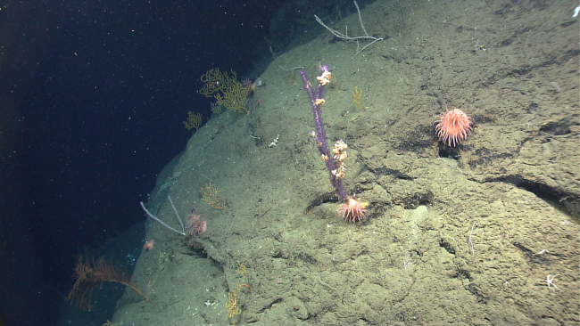Large peach colored anemones, bamboo coral, antipatharian coral (lower left),and Paramuricea coral is seen on the canyon wall