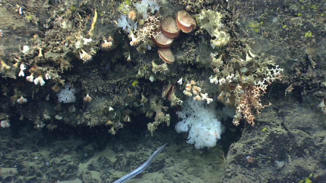 Multiple species including Solenosmilia variabilis coral, cup corals, a largewhite sponge, an eel, what appear to be acesta clams, and small yellow sponges