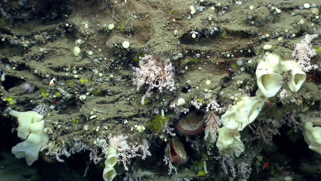 Big sponges, little sponges, small octocorals, and giant acesta clams