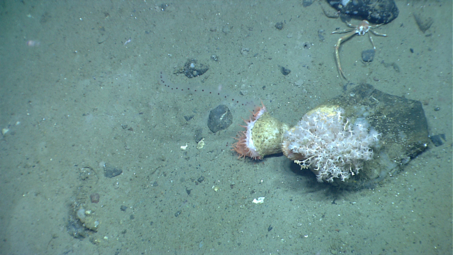 Small boulder with small octocoral and large flytrap anemone