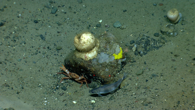 A lone boulder with encrusting sponges and a large closed anemone