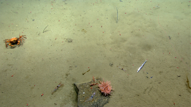 A seemingly random assemblage of partially red shrimp, two eels with heads downtowards the bottom, at least three squid, one shiny fish seeming to laying onits side (dead?), a large peach-colored anemone on a small rock, two largeshrimp on the large rock, and a red crab