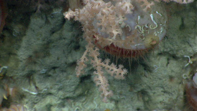 An acesta clam and a pinkish white octocoral
