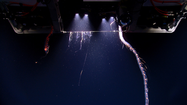 Siphonophores encountered by the ROV as it descends through thewater column