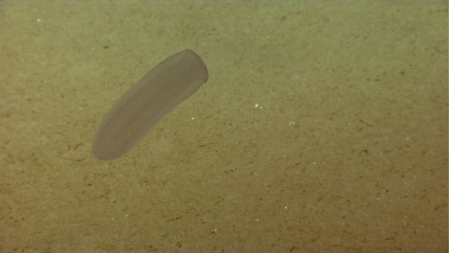 A ctenophore above the seafloor