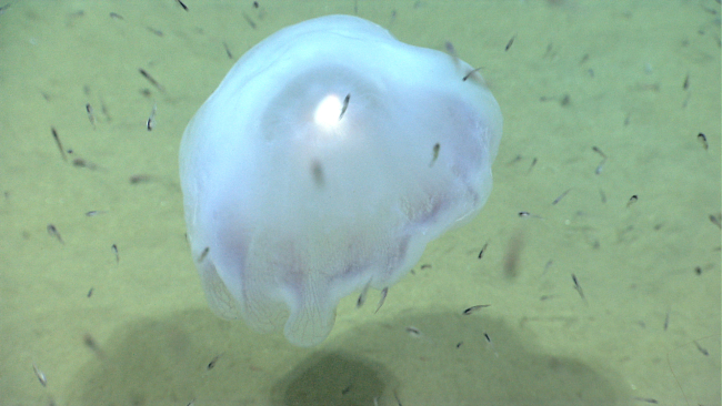 A white jelly fish