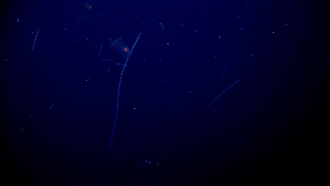Salps looking like constellations instead of living animals