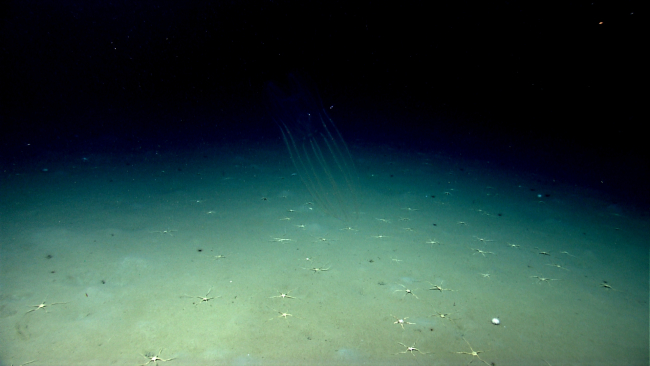 A nearly invisible ctenophore in the water column and white brittle stars onthe seafloor