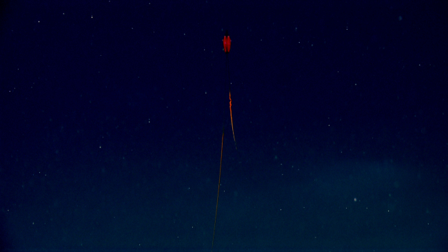 A beautiful red ctenophore seen in the water column