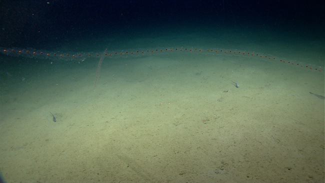 Salps in the water column, fish on the seafloor