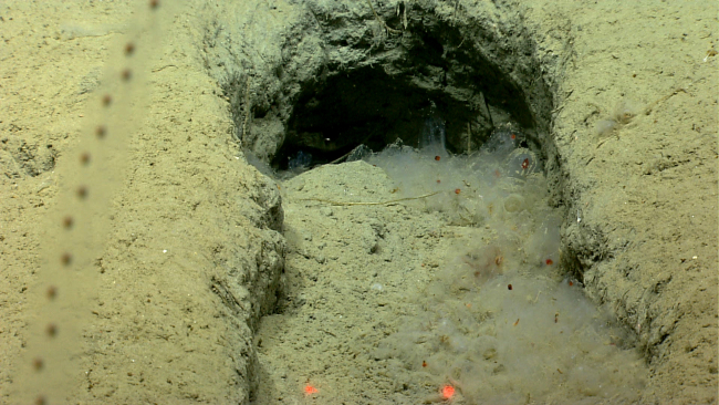 Unlucky salps that drifted into a hole in the seafloor