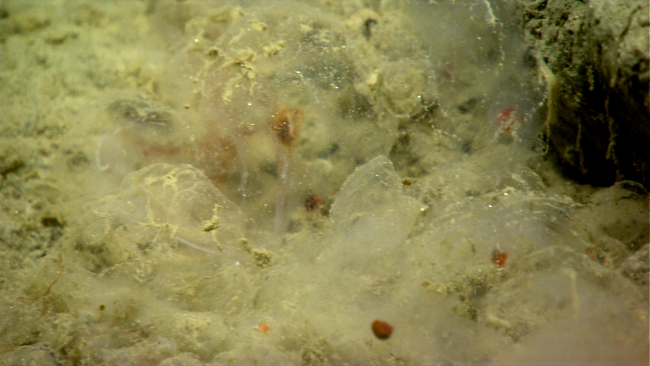 Unlucky salps that have drifted into a hole in the seafloor